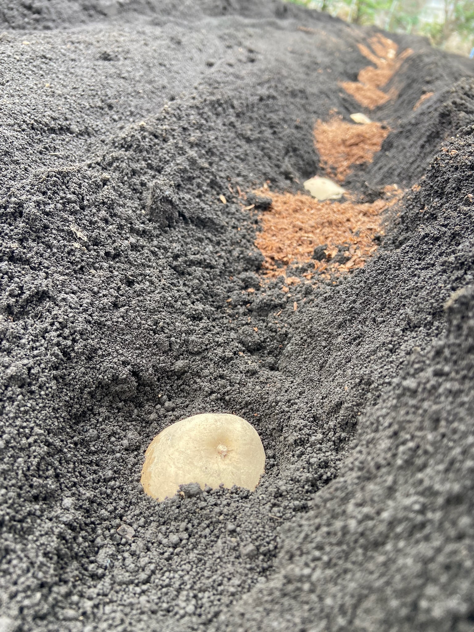 ジャガイモの植え付け。種イモが土の中から顔を出しています。